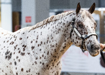 Tante razze una fiera: Fieracavalli
