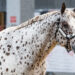 Tante razze una fiera: Fieracavalli