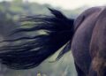 Primo piano della coda nera di un cavallo che ondeggia nel vento, con il posteriore dell'animale in evidenza.