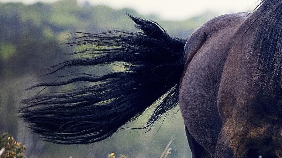 Black horse on branches Unsplash