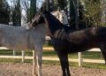 Forever Z e Ivano Z, i due cavalli scomparsi dal centro ippico La Rosa di Legnago mentre fanno grooming tra loro