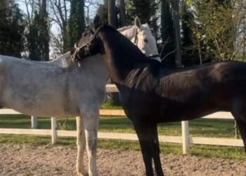 Forever Z e Ivano Z, i due cavalli scomparsi dal centro ippico La Rosa di Legnago mentre fanno grooming tra loro