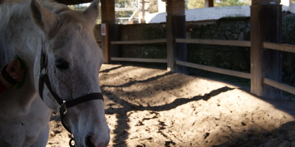 Baron, cavallo Lipizzano grigio del CER Monza