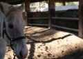 Baron, cavallo Lipizzano grigio del CER Monza