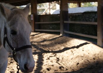 Baron, cavallo Lipizzano grigio del CER Monza