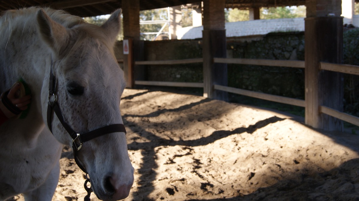Monza adozione cavallo Baron 2