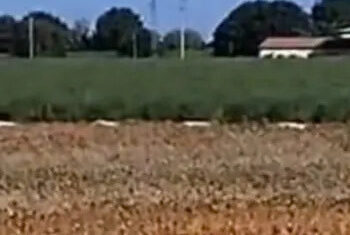 San Pietro Viminario, cavallo ferito: il racconto della titolare del maneggio