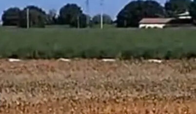 PADOVA CAVALLO FERITO e1791450363568