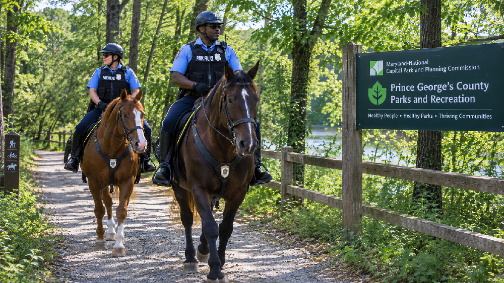 Pattuglia a cavallo nel parco forestale
