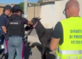 Un altro piccolino in una stalla abusiva. Lo salva la Polizia