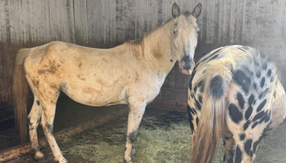 Svizzera: sequestrati 13 Appaloosa