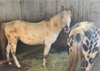 Svizzera: sequestrati 13 Appaloosa