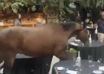 Un cavallo di Zangersheide in hotel a pranzo