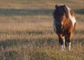 Pony Shetland pezzato in un prato al tramonto, fotografato a Baltasound, nelle isole Shetland