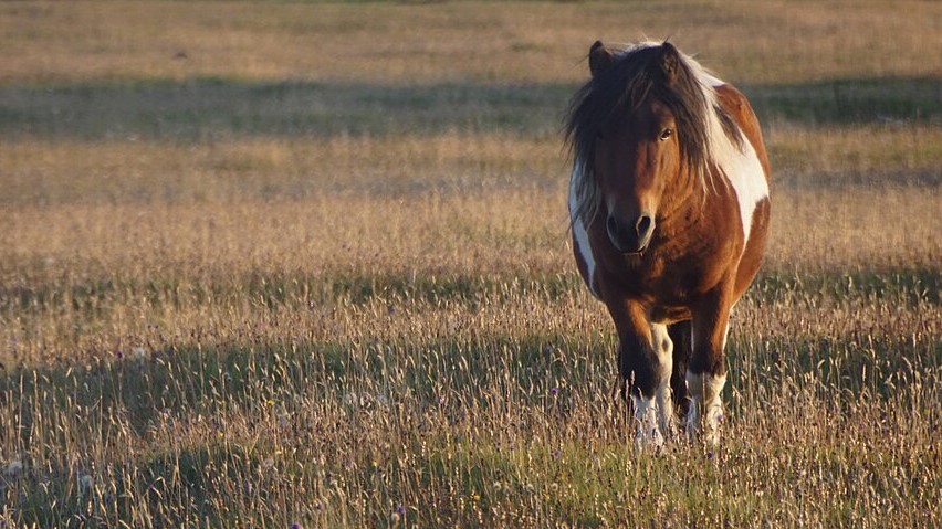 Shetland pony evening light Baltasound   geograph.org .uk   6944905
