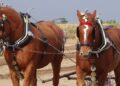 Un tiro di cavalli Suffolk Punch al lavoro con un aratro