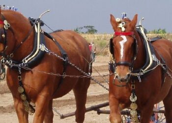 Un tiro di cavalli Suffolk Punch al lavoro con un aratro