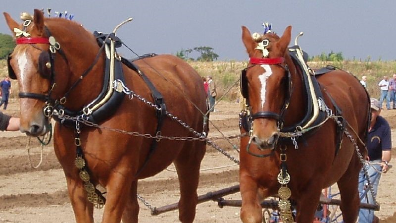Suffolk Plow Team