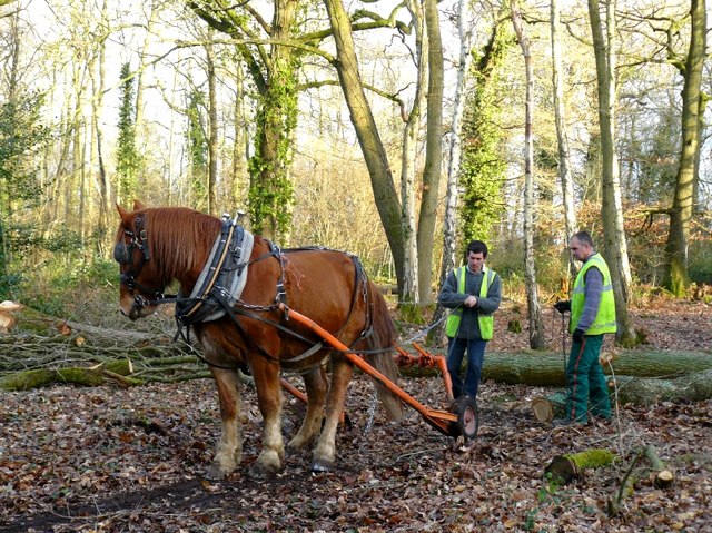 Valley_Park_-_Logging_the_Old_Fashion_Way_-_geograph.org.uk_-_696811 Valley Park Logging the Old Fashion Way geograph.org .uk 696811