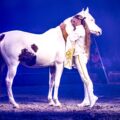 Rudj Bellini, in costume bianco e oro, abbraccia il collo del Quarab Mr. Martin nell’arena di Cavalluna illuminata di blu.