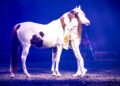 Rudj Bellini, in costume bianco e oro, abbraccia il collo del Quarab Mr. Martin nell’arena di Cavalluna illuminata di blu.