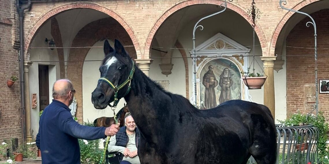 Berio, con una capezza verde e gialla, tenuto alla lunghina sul prato del chiostro di San Francesco a Siena, davanti agli archi in mattoni