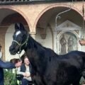 Berio, con una capezza verde e gialla, tenuto alla lunghina sul prato del chiostro di San Francesco a Siena, davanti agli archi in mattoni