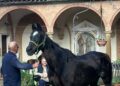 Berio, con una capezza verde e gialla, tenuto alla lunghina sul prato del chiostro di San Francesco a Siena, davanti agli archi in mattoni