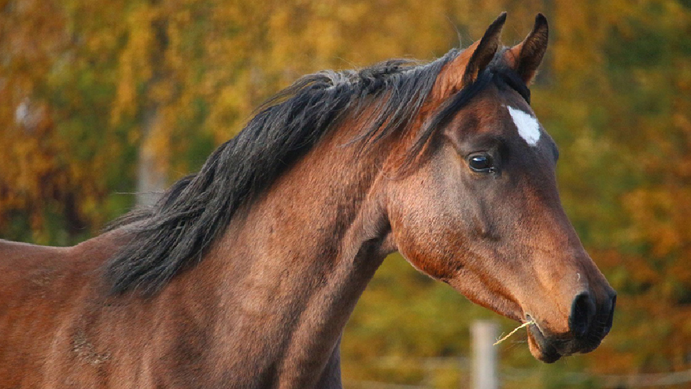 cavallo generico autunno