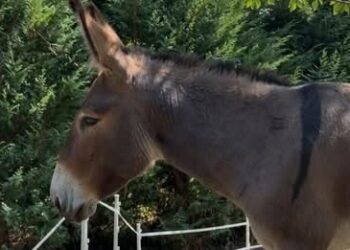 Marcello, l’asino di Gargallo, fotografato di profilo, con il muso chiaro e le orecchie dritte, davanti a una siepe verde.