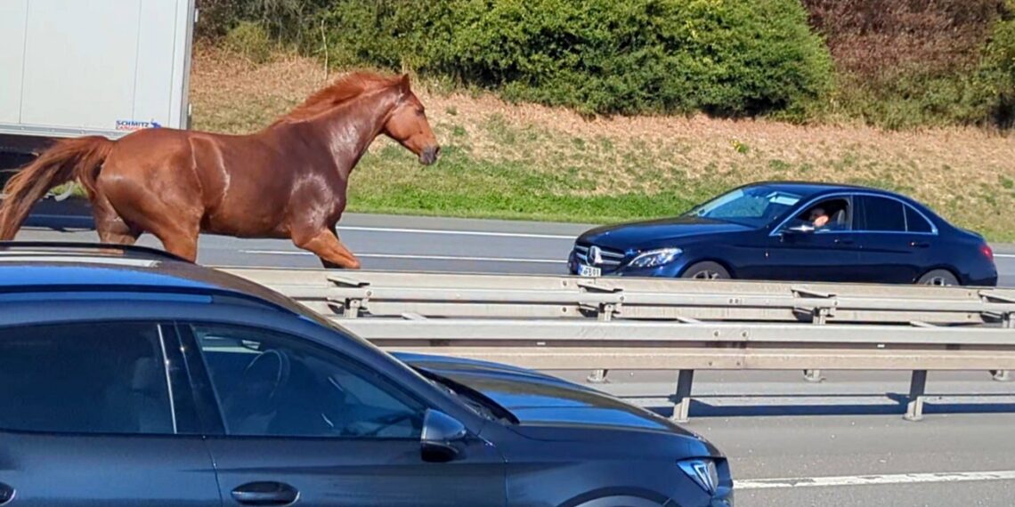 Un cavallo sauro corre sulla carreggiata di un’autostrada, tra automobili e camion.