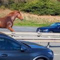 Un cavallo sauro corre sulla carreggiata di un’autostrada, tra automobili e camion.