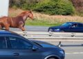 Un cavallo sauro corre sulla carreggiata di un’autostrada, tra automobili e camion.