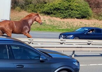 Un cavallo sauro corre sulla carreggiata di un’autostrada, tra automobili e camion.