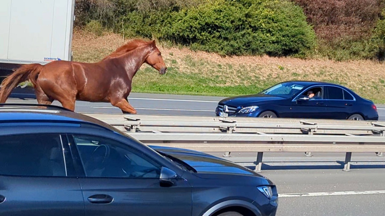 pferd auf autobahn 100 v HintergrundXL 1