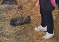 Prato, “Un cavallo per amico”: dalla scuderia all’inclusione scolastica
