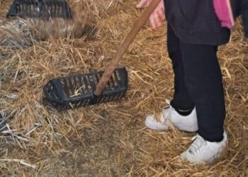 Prato, “Un cavallo per amico”: dalla scuderia all’inclusione scolastica