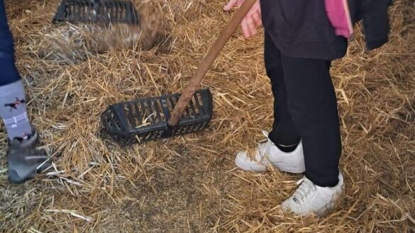 un cavallo per amico prato